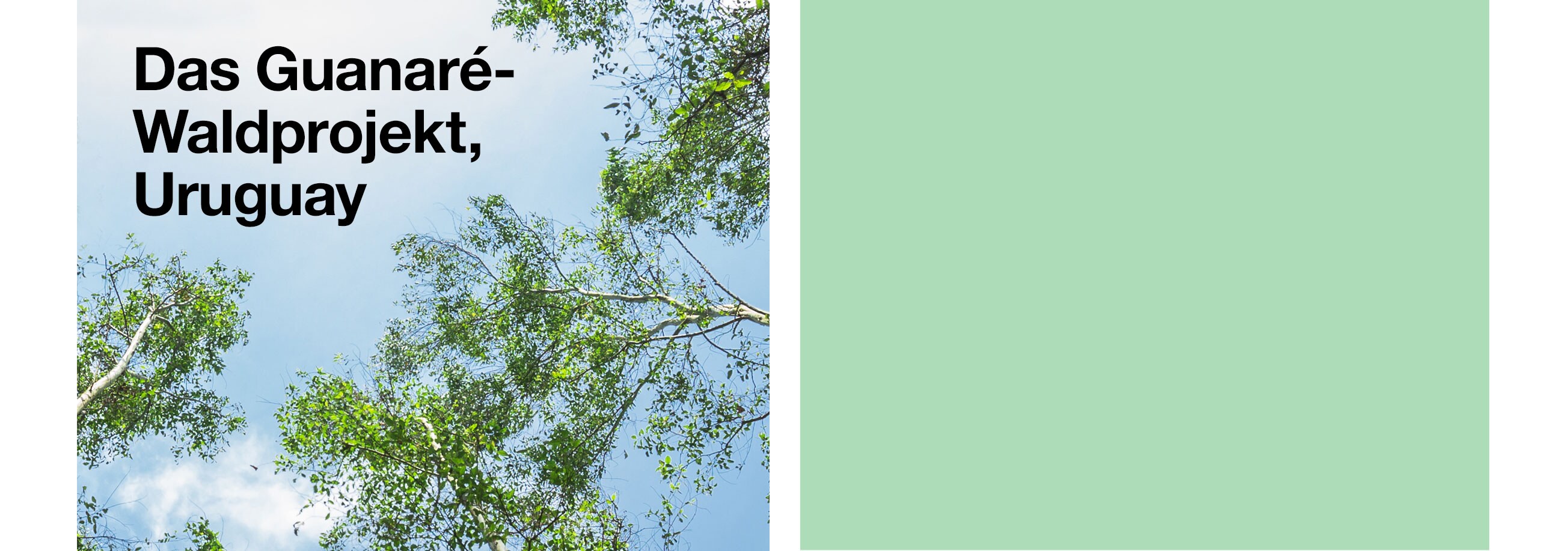 Das Guanaré-Waldprojekt, Uruguay
